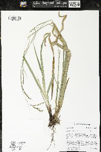 Carex arctata image