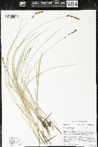 Carex prairea image