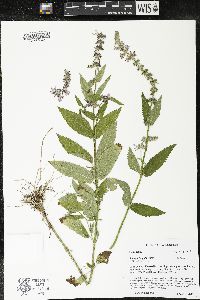 Stachys hispida image