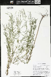 Epilobium leptophyllum image