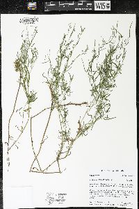 Epilobium leptophyllum image