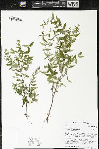 Scutellaria galericulata image