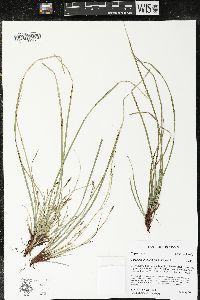 Carex pedunculata image