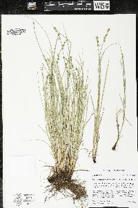 Carex radiata image