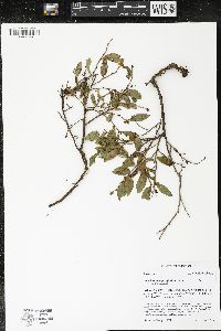 Vaccinium angustifolium image