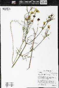 Bidens trichosperma image