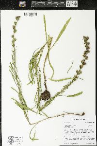 Liatris aspera image