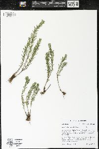 Ionactis linariifolia image