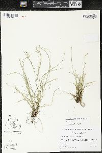 Carex texensis image