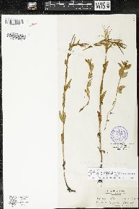 Epilobium hornemannii subsp. hornemannii image