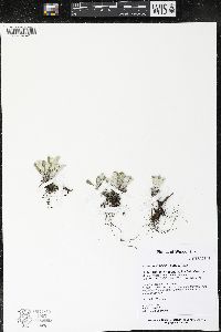 Antennaria parlinii subsp. fallax image