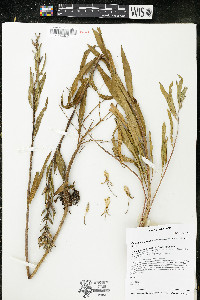 Oenothera oakesiana image