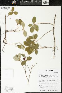 Gaultheria procumbens image