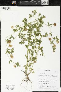 Trifolium aureum image