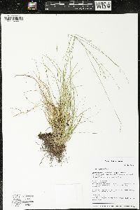 Carex trisperma image