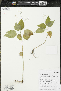 Circaea canadensis image