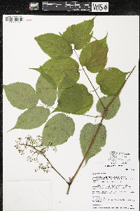 Aralia racemosa image