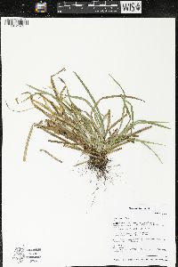 Carex backii image