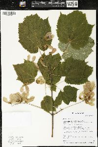 Acer spicatum image