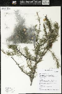 Larix laricina image