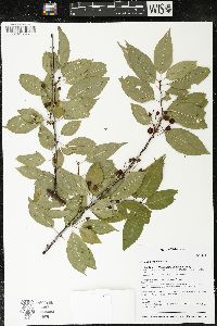 Prunus pensylvanica image