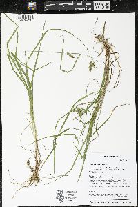 Carex magellanica image