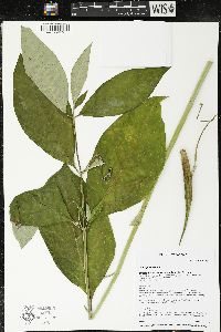 Asclepias exaltata image