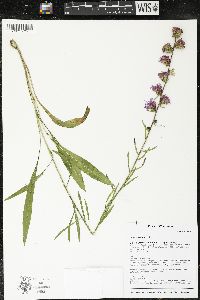 Liatris aspera image