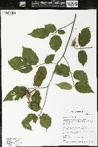 Corylus cornuta image