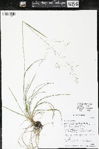 Poa alsodes image