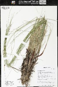 Carex oligosperma image