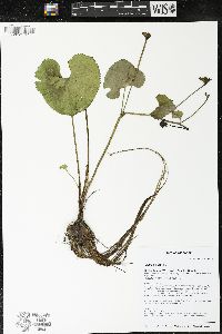 Caltha palustris image