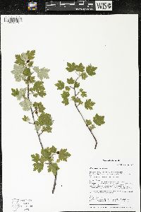 Ribes oxyacanthoides image