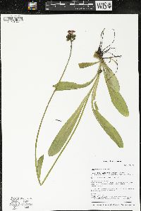 Hieracium aurantiacum image