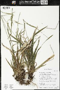 Carex leptonervia image