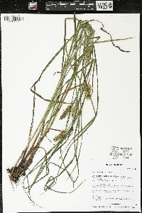 Carex tuckermanii image