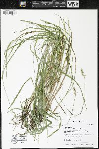 Carex cristatella image