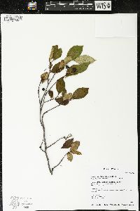 Aronia × prunifolia image