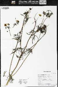 Bidens trichosperma image