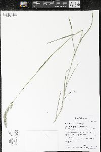 Muhlenbergia glomerata image