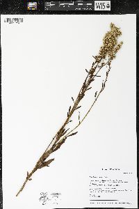 Solidago speciosa image