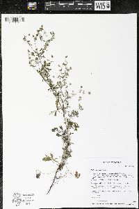 Potentilla argentea image