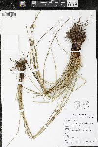 Juncus pylaei image