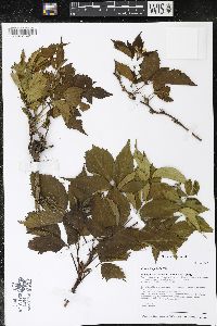 Rubus flagellaris image