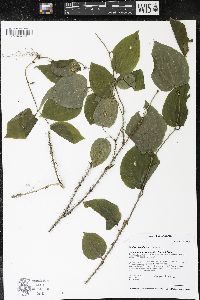 Smilax tamnoides image