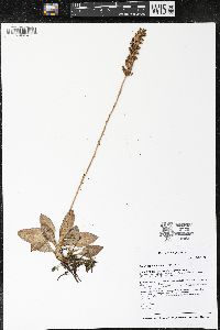 Goodyera pubescens image