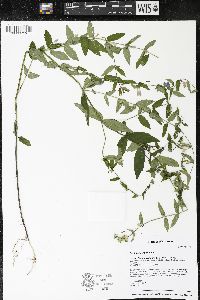 Scutellaria galericulata image