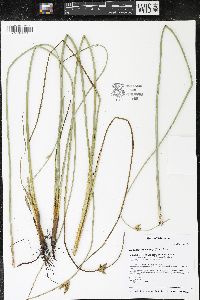 Schoenoplectus torreyi image