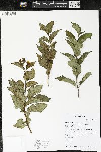 Diervilla lonicera image