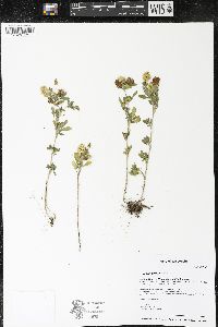 Trifolium aureum image